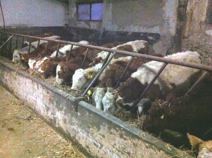 vitei decembrie - bovine de carne
