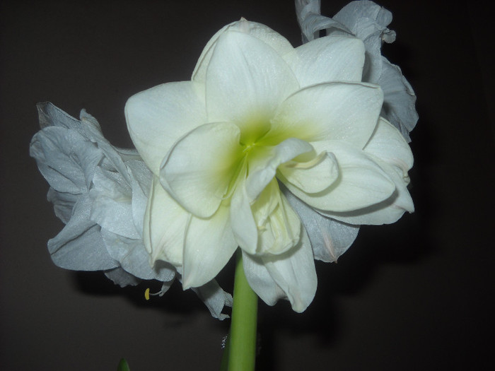 4.12.2011- a treia floare a inflorit ,si mai am boboc - 1AMARYILIS 2010-2019