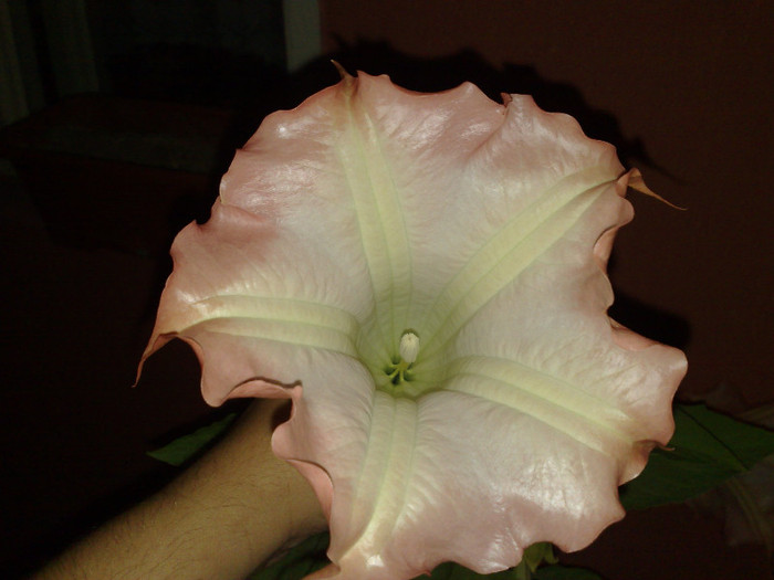 03092011129 - brugmansia