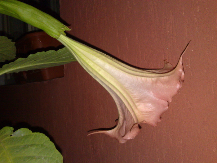 03092011126 - brugmansia