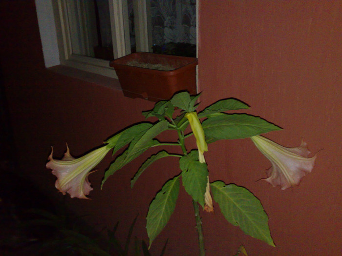 03092011127 - brugmansia