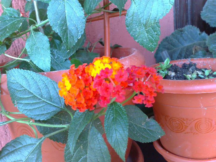 28082011114 - lantana