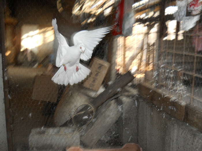 DSCN2294