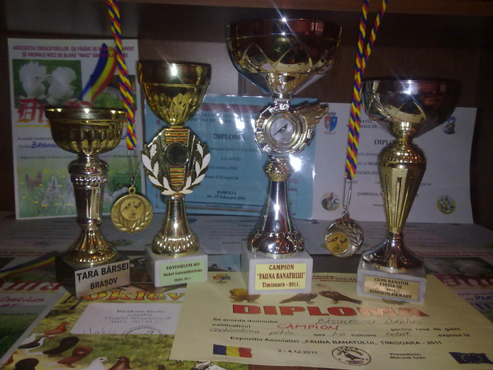 041220111337 - Cupe si diplome
