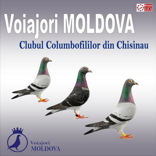 http://pigeons-md.ucoz.com - SITE-uri Moldova