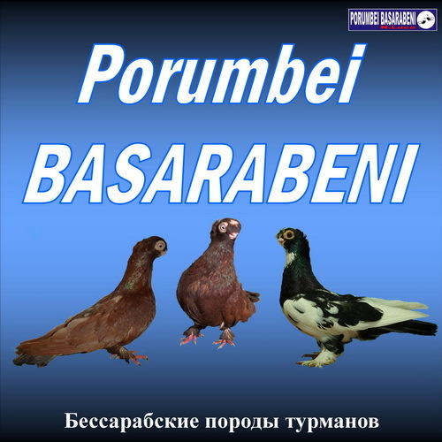 http://pigeons-moldova.ucoz.com - SITE-uri Moldova