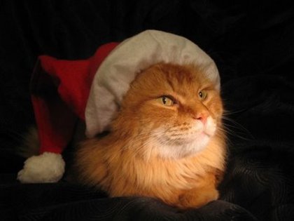 Christmas-Animals-15