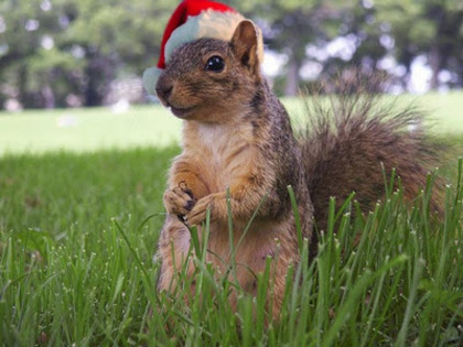 xmas_squrrel - Si animalele au dreptul la Craciun