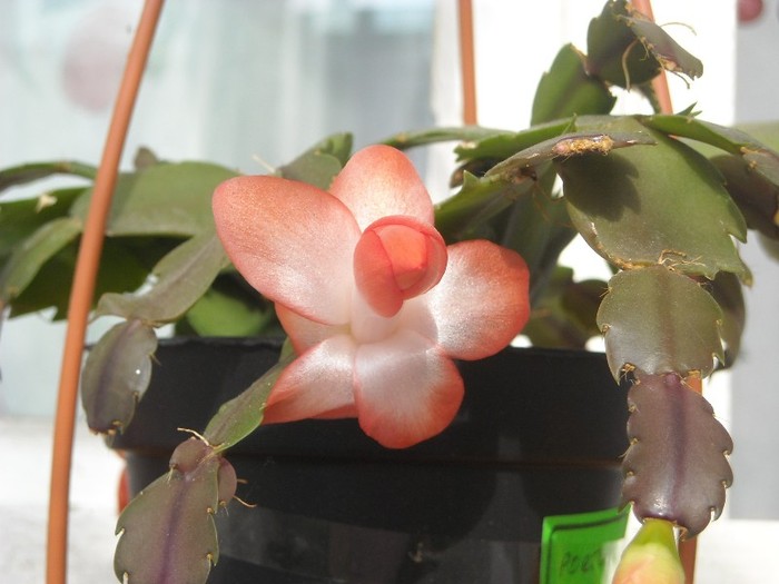 Picture 170 - Schlumbergera si altele