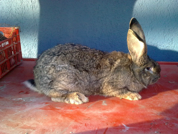 mascul 8luni jum; mascul 8luni jum
