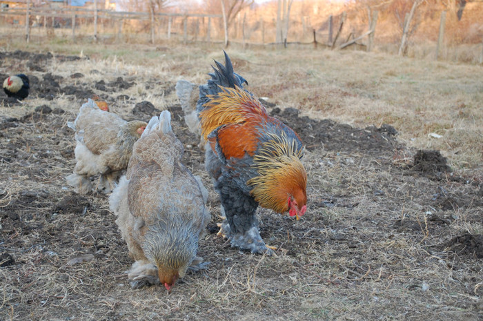4.dec.2011 - 31 brahma albastru potarnichiu 2011
