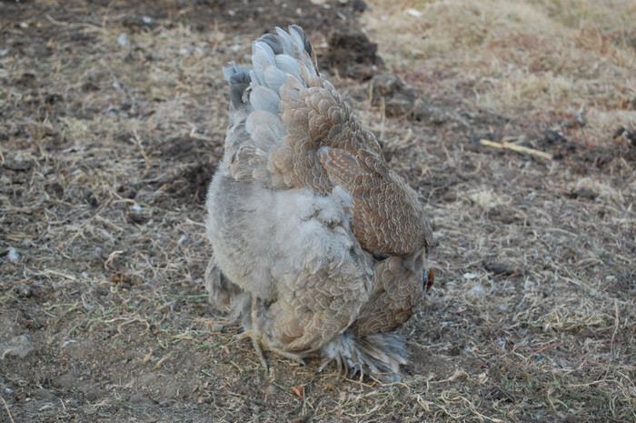 4.dec.2011 - 31 brahma albastru potarnichiu 2011