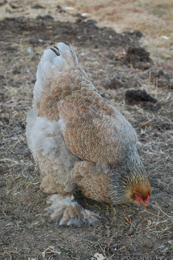 4.dec.2011 - 31 brahma albastru potarnichiu 2011