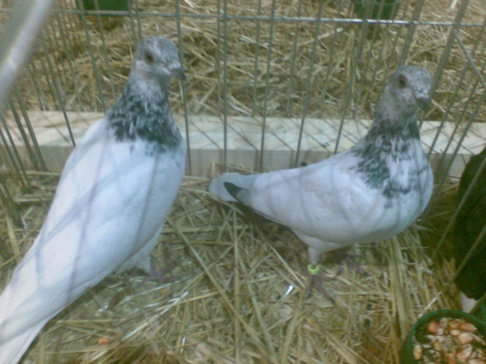 Zburator de Budapesta