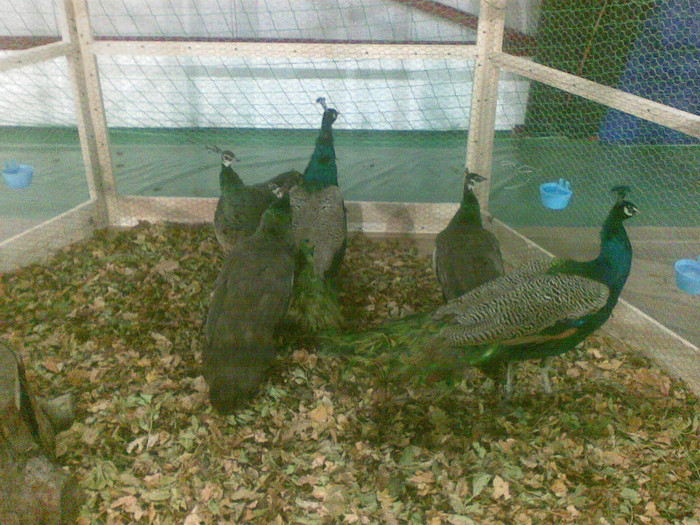 Pauni standard - Expo Parada Pintenatelor Oravita 2011