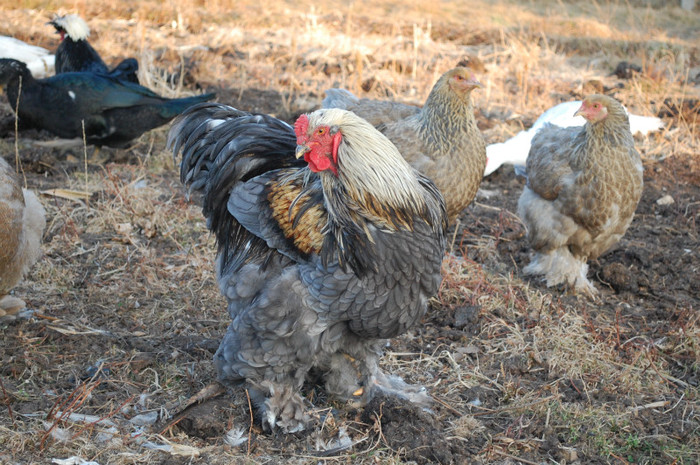 4.dec.2011 - 6 pasarile mele