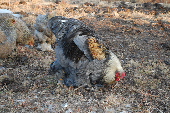 4.dec.2011 - 6 pasarile mele