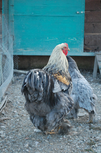 4.dec.2011 - 6 pasarile mele