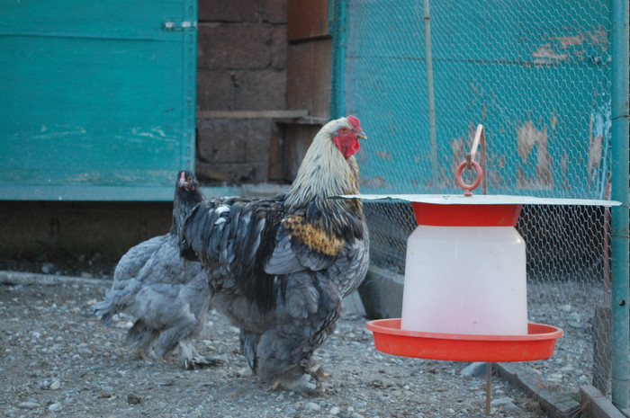 4.dec.2011 - 6 pasarile mele