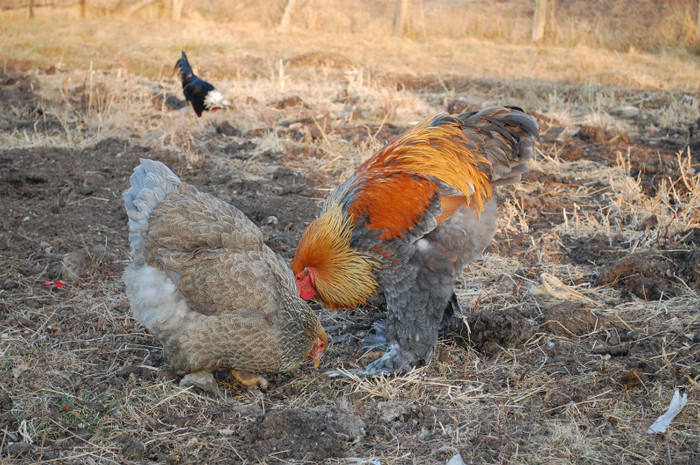 4.dec.2011 - 6 pasarile mele