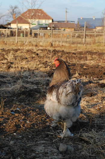 4.dec.2011 - 6 pasarile mele