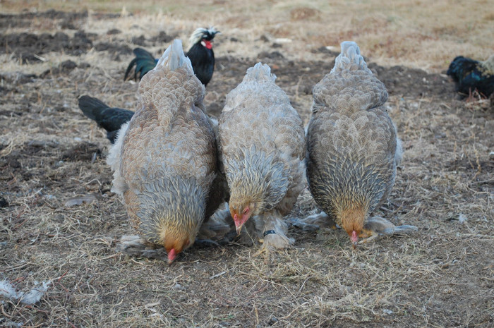 4.dec.2011 - 6 pasarile mele