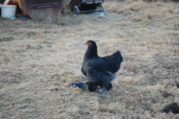 4.dec.2011 - 6 pasarile mele