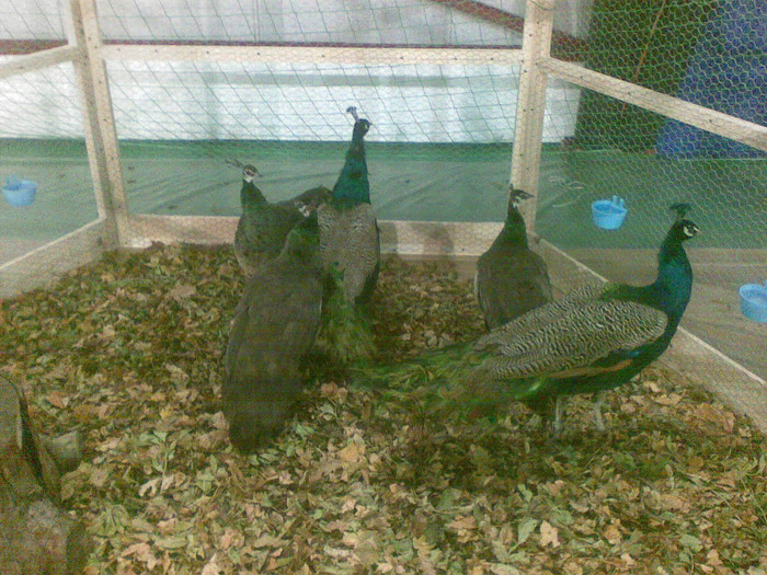 Pauni standard - Expo Parada Pintenatelor Oravita 2011