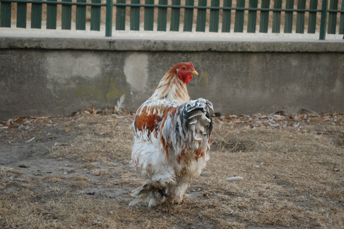 pasari_schitu_4_nov_2011_ (351) - 6 pasarile mele