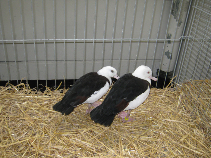 wieselburg 082