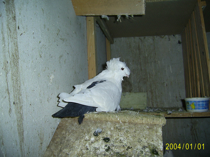 SA402569 - Porumbeii 2011