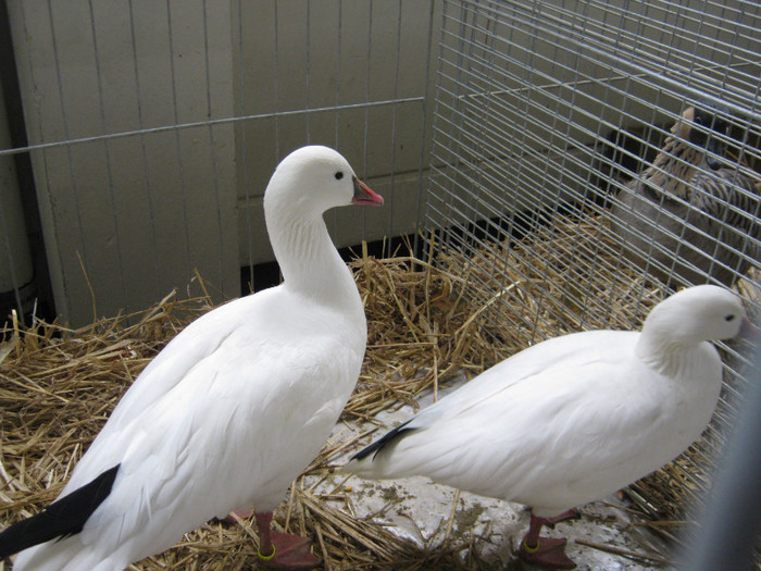 wieselburg 085