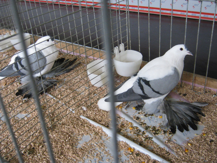 wieselburg 089