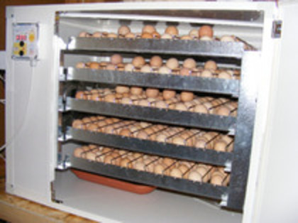 INCUBATOR (9)