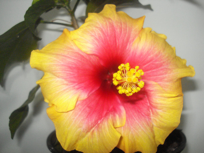 01.12.2011 - HIBISCUS 2011