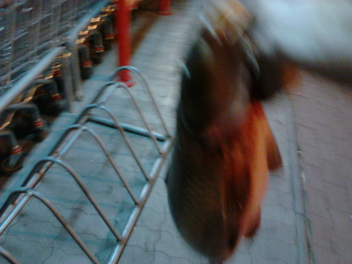 IMG10458