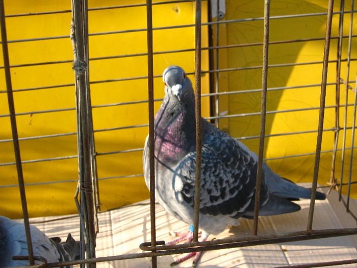 loc2 as maraton club eforie - CAMPIONII MEI