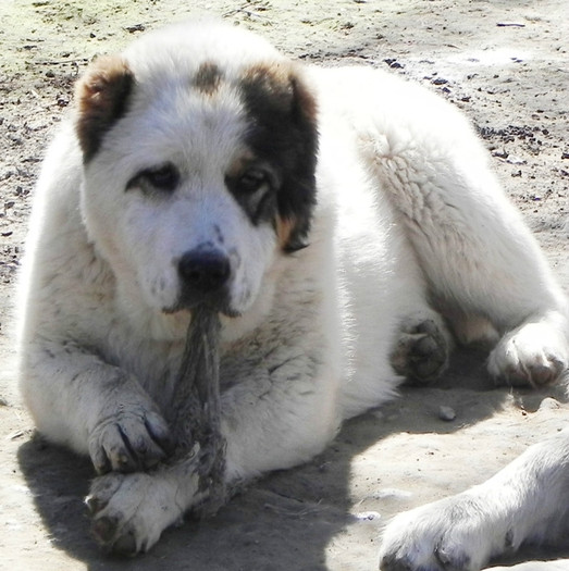 Bayra si kostel forum1