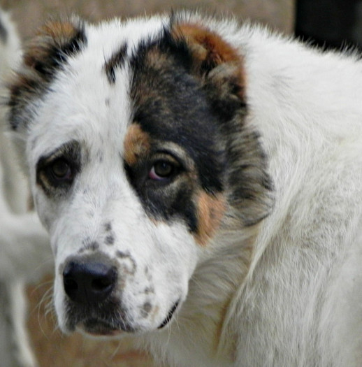 Bayra head2 9 months