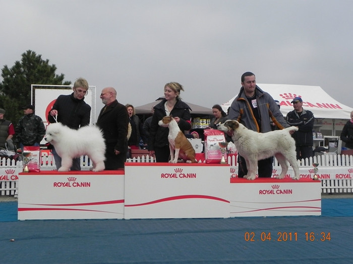 DSCN2073 - Ciobanesc de Asia Centrala BAYRA