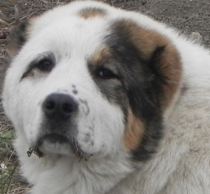 head 1 - Ciobanesc de Asia Centrala BAYRA