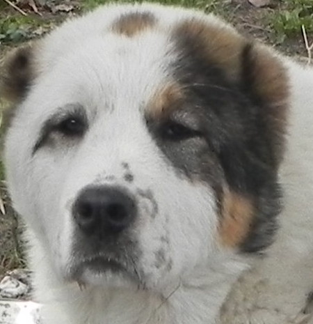 head 2 - Ciobanesc de Asia Centrala BAYRA