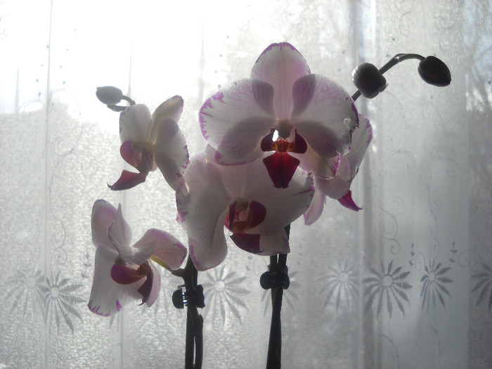 5 Decembrie 011-am inflorit - Orhideea - Phalaenopsis-Cambria