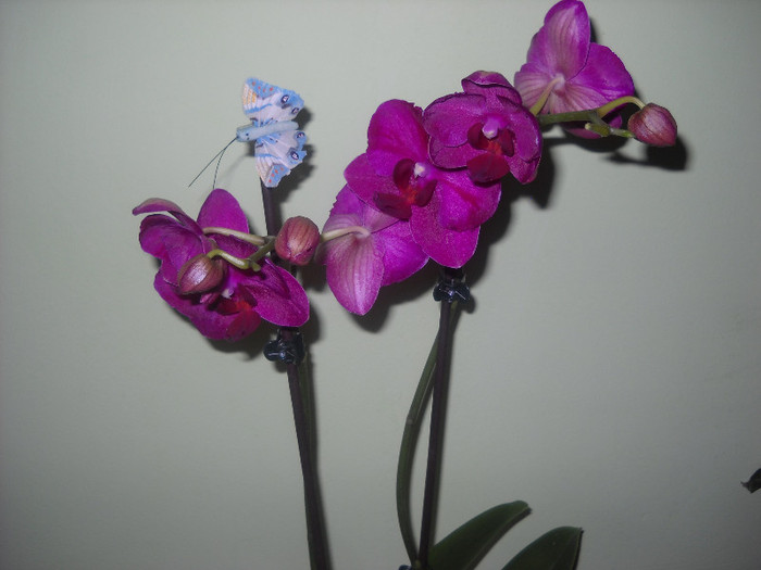 5.12.2011 - Orhideea - Phalaenopsis-Cambria