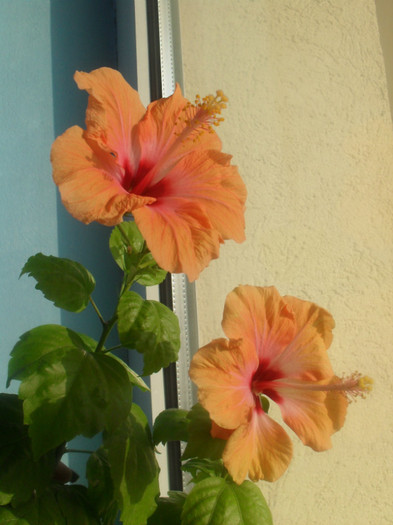 4.12.2011 - HIBISCUS-2010-2011