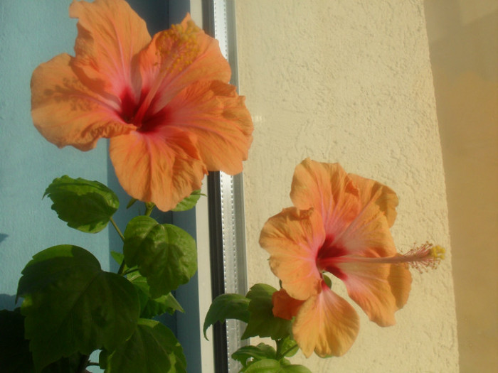 SDC16431 - HIBISCUS-2010-2011