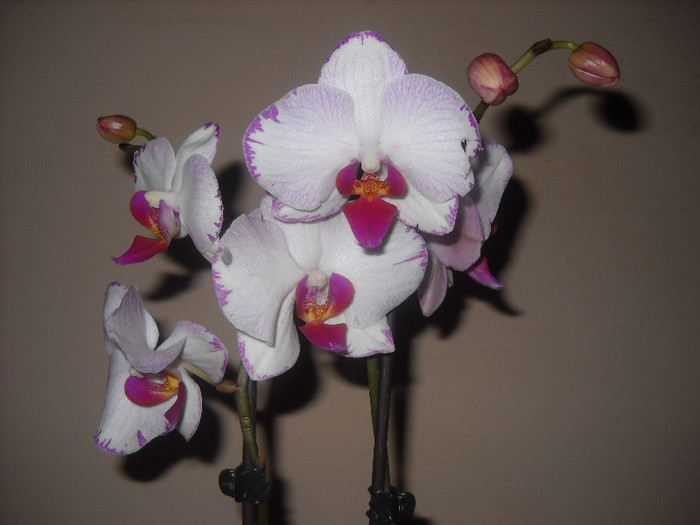 5 Decembrie 2011 - Orhideea - Phalaenopsis-Cambria