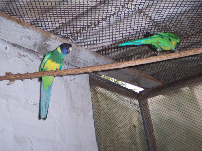 bauersing - papagali mei decembrie 2011