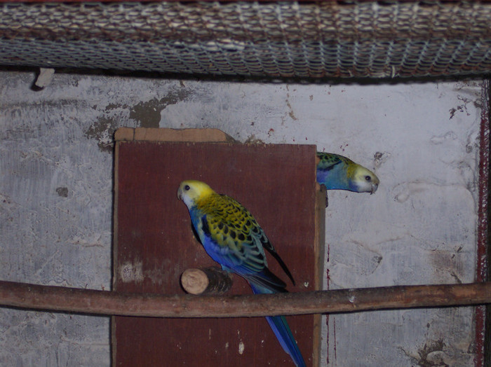 rozela albastra - papagali mei decembrie 2011