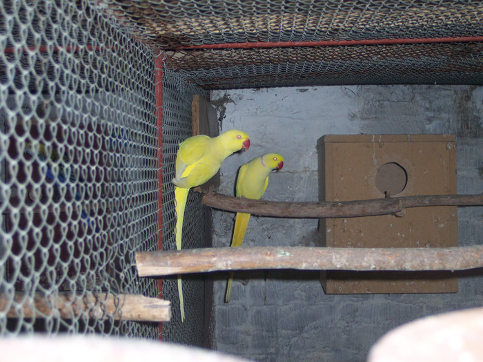 alexandru mic galben - papagali mei decembrie 2011